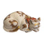 Japon, Grand Chat Endormi En Porcelaine Japonaise De Kutani, époque Meiji