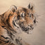 OHASHI SUISEKI, Tigre au repos, aquarelle sur soie, vers 1900